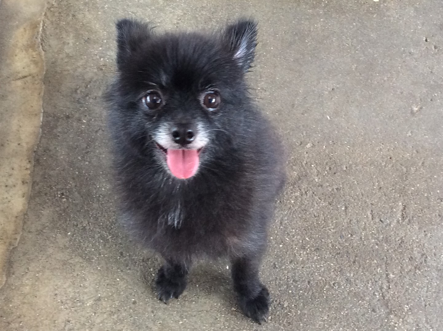 ポメラニアン（♀）