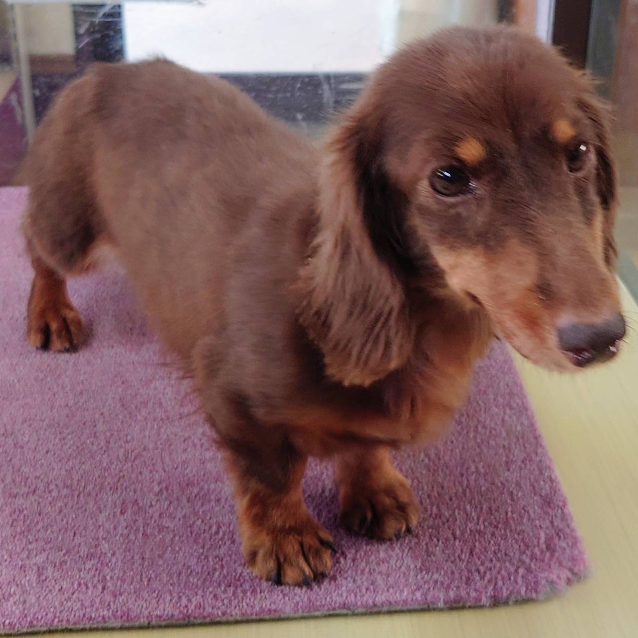 ダックスフンド(♀)