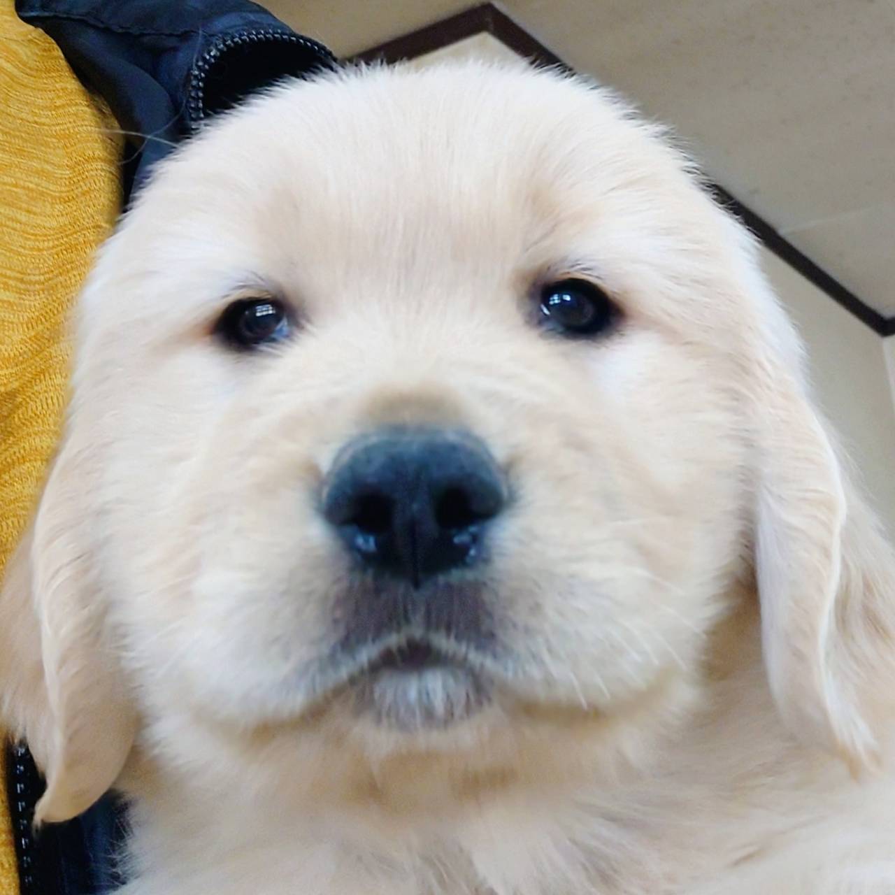 ゴールデン・Ｒ(♂)