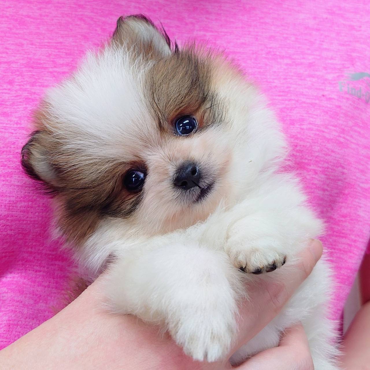 ポメラニアン(♂)