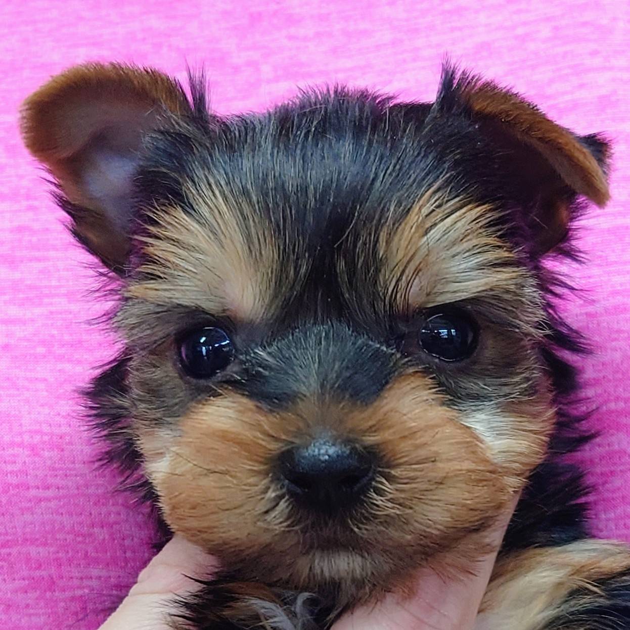 ヨークシャ・テリア(♂)