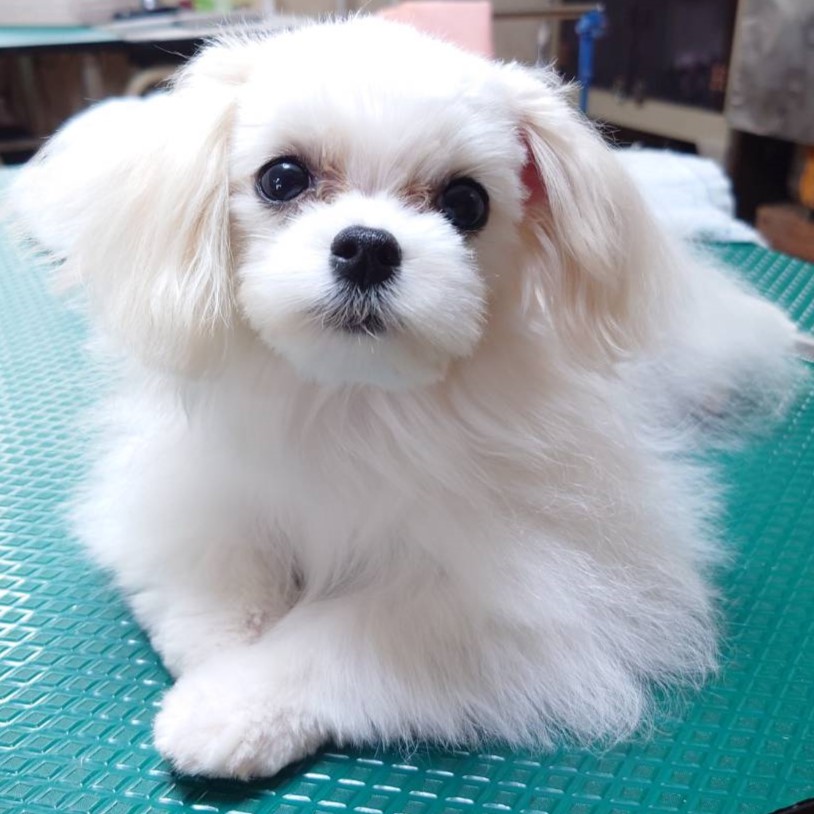 マルチーズ(♂)