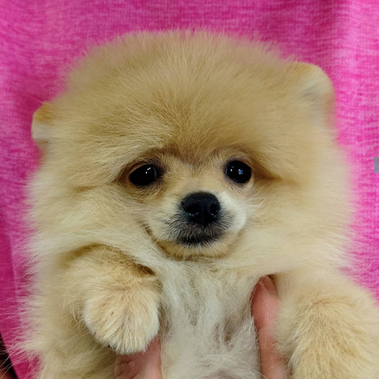 ポメラニアン(♂)