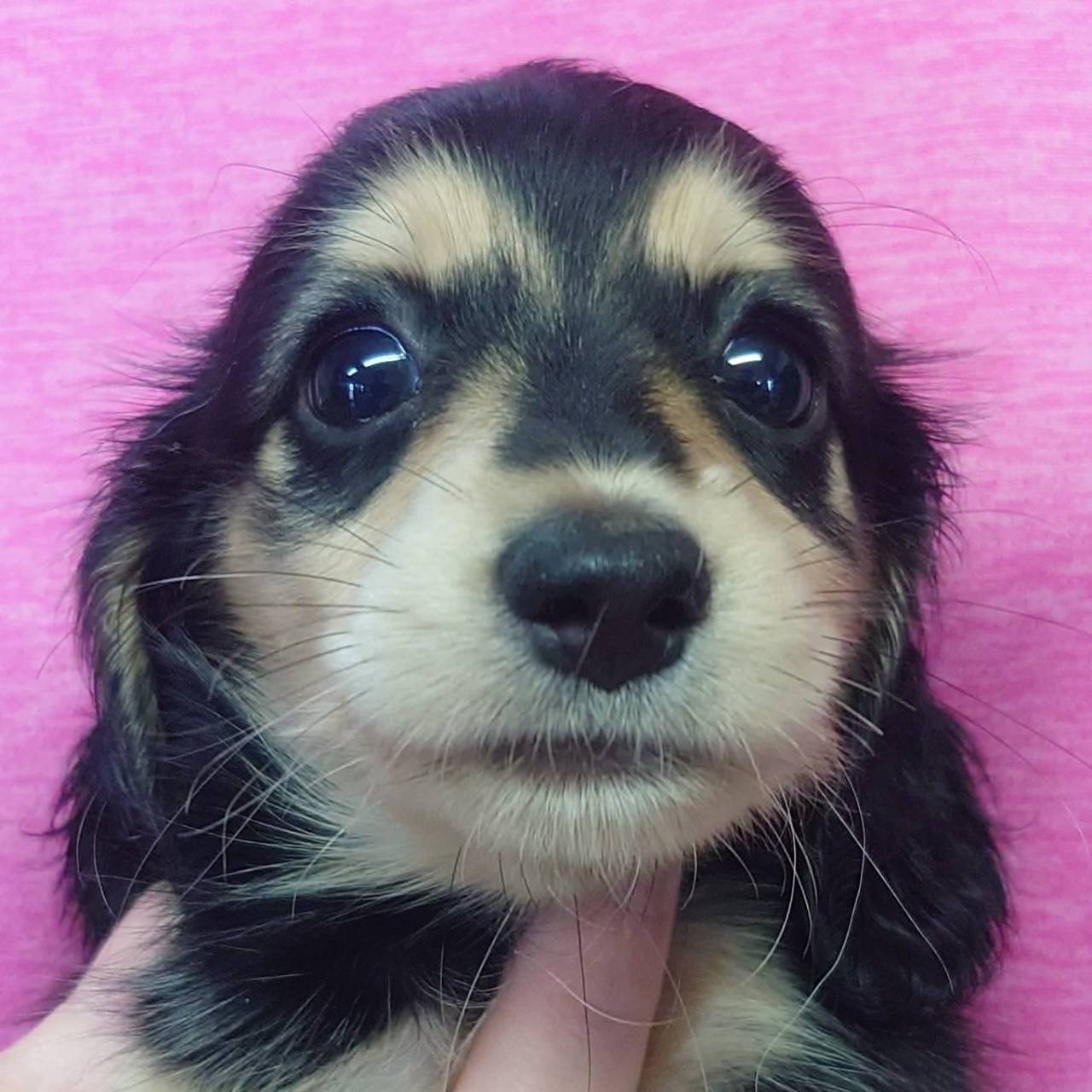 Ｍ・ダックスフンド(♀)