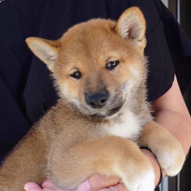 柴犬(♂)