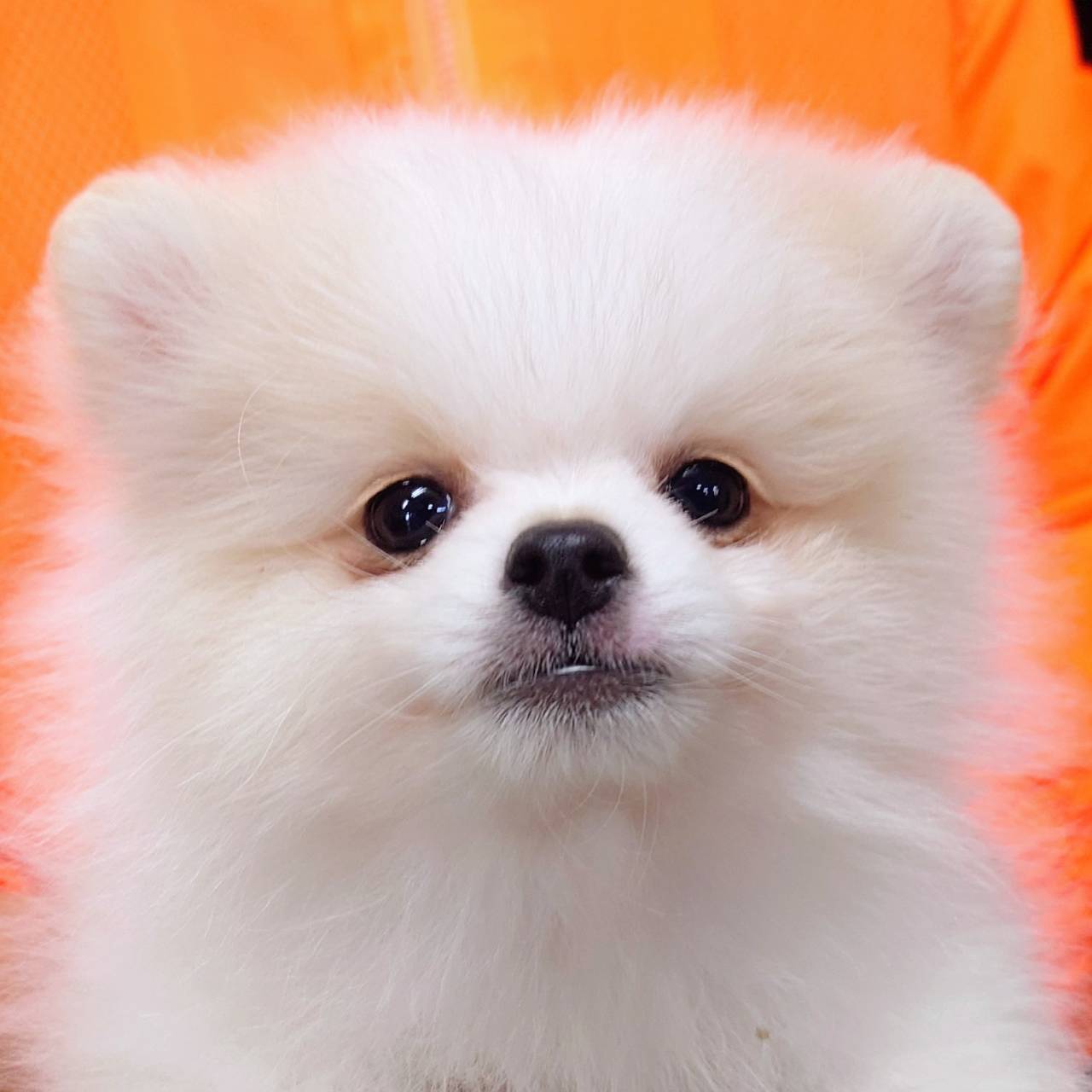 ポメラニアン(♂)