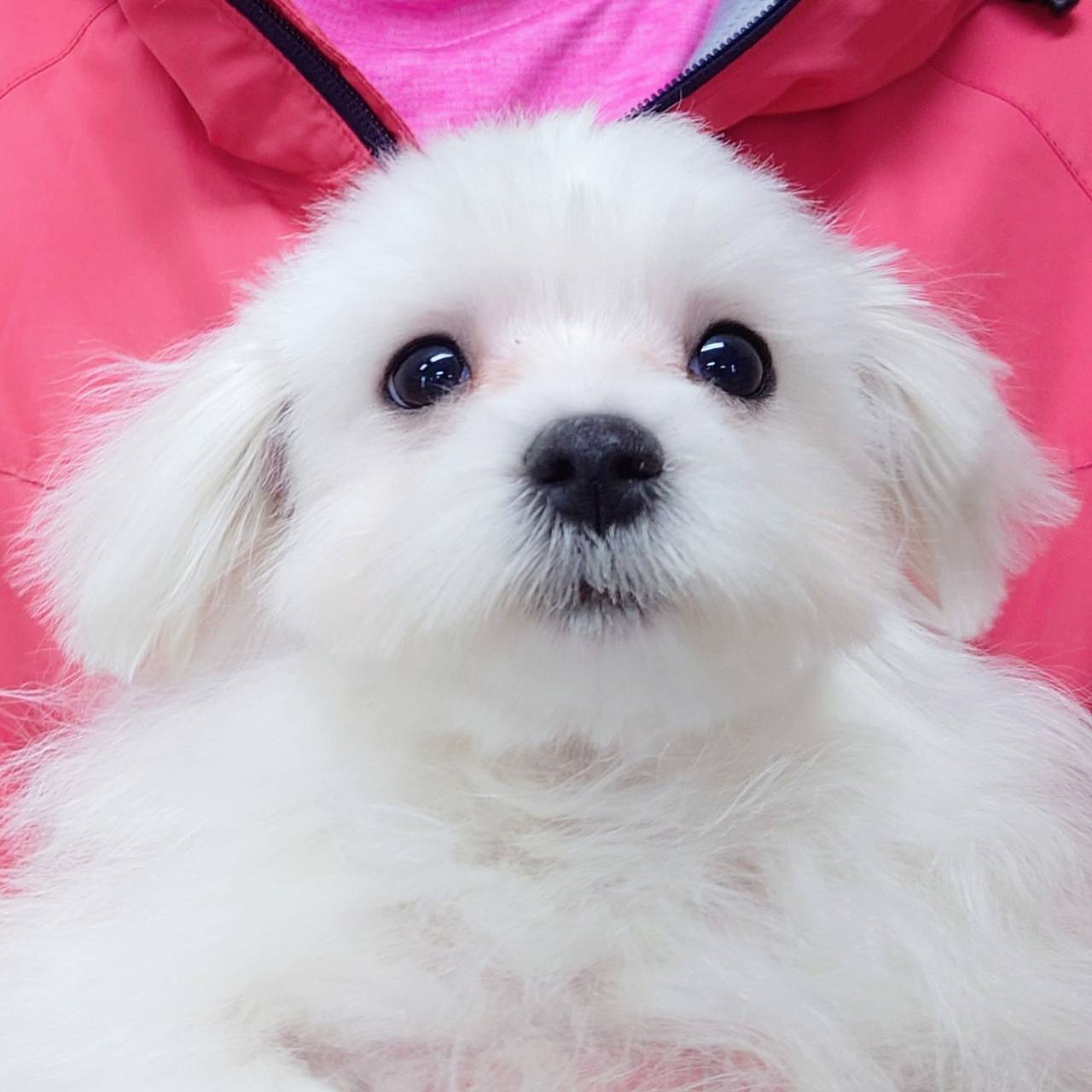 マルチーズ(♂)