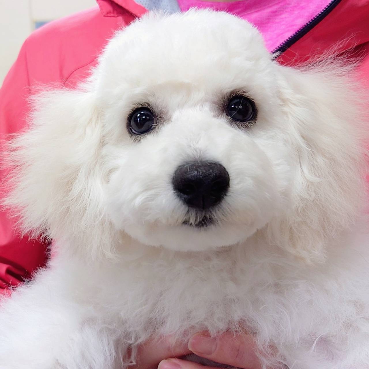 ビション・フリーゼ(♂)