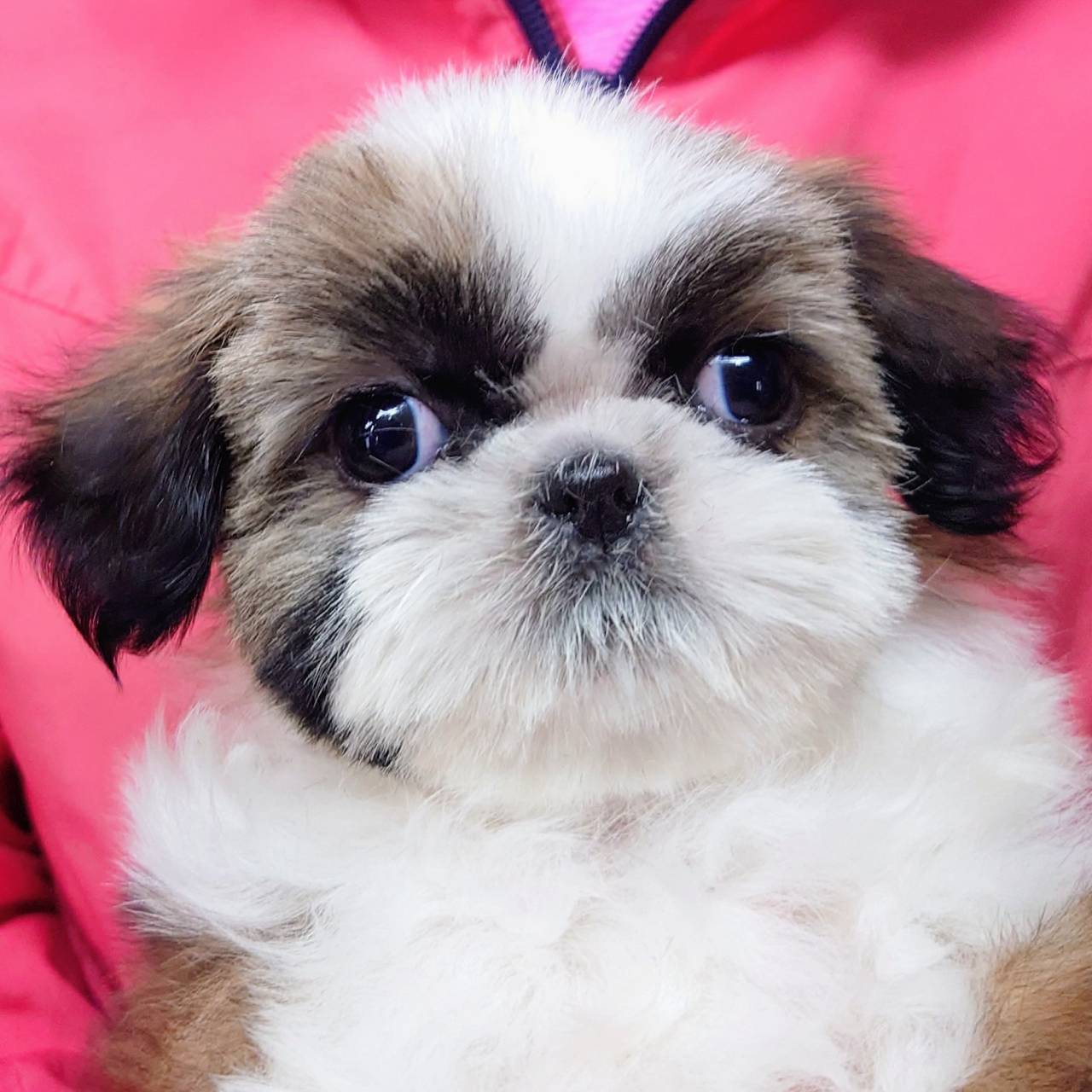 シー・ズー(♀)