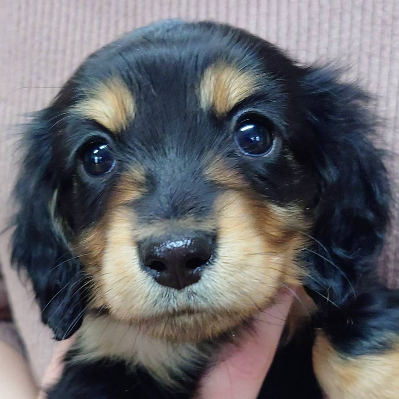 Ｍ・ダックスフンド(♀)