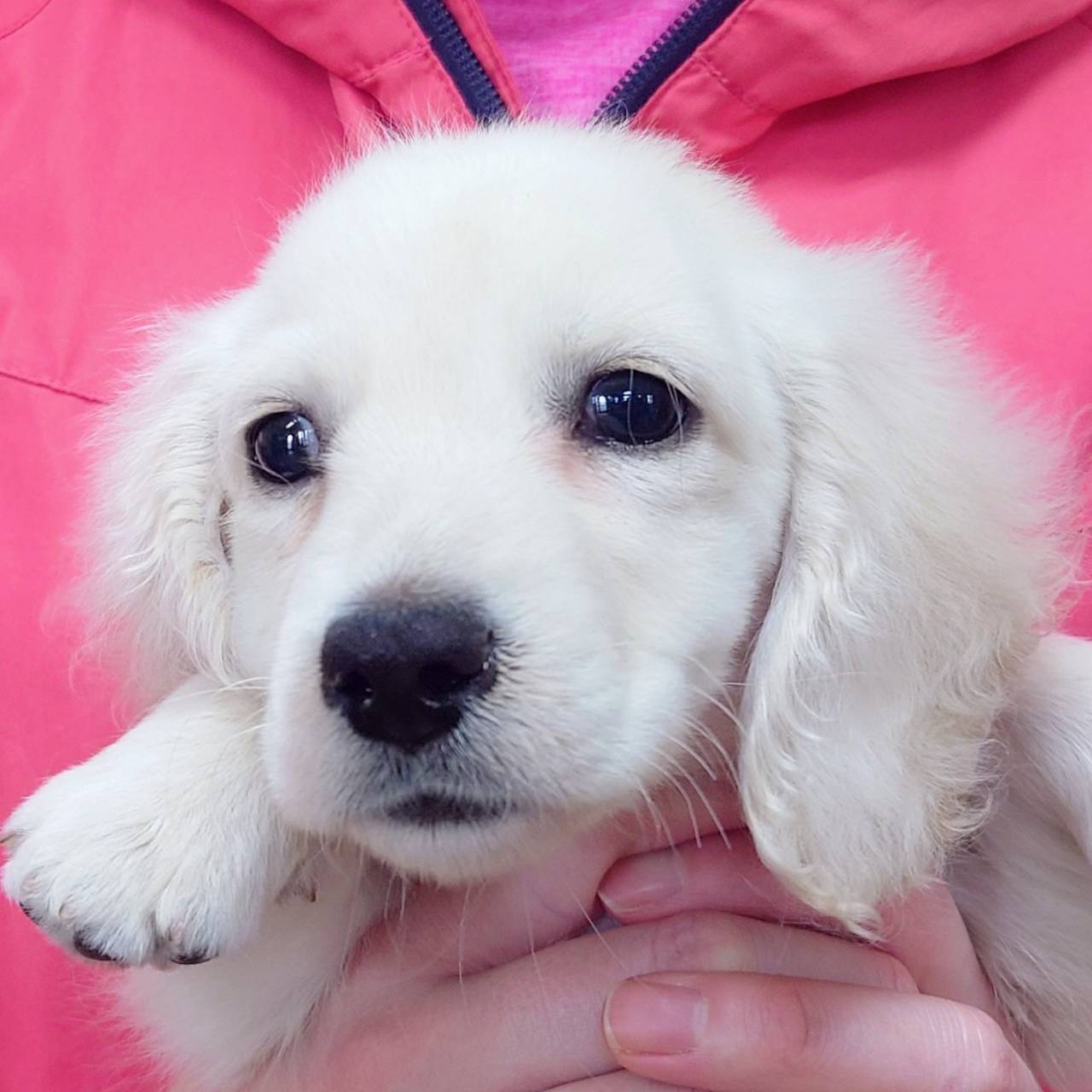 M・ダックスフンド(♂)