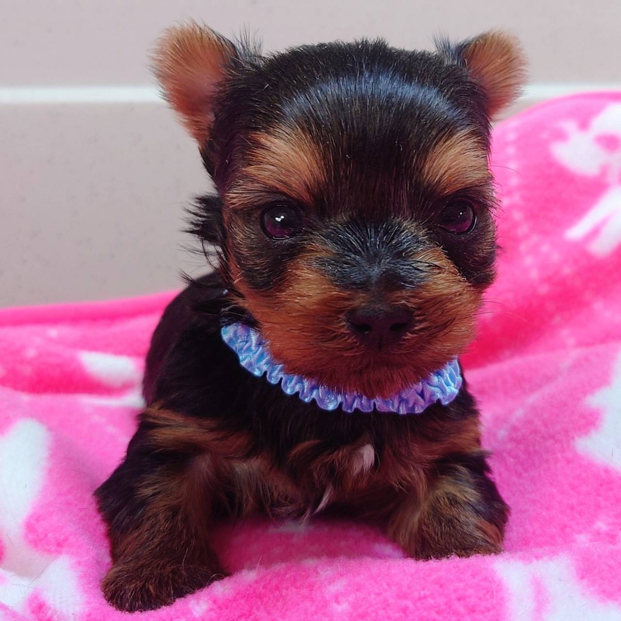 ヨークシャ・テリア(♂)