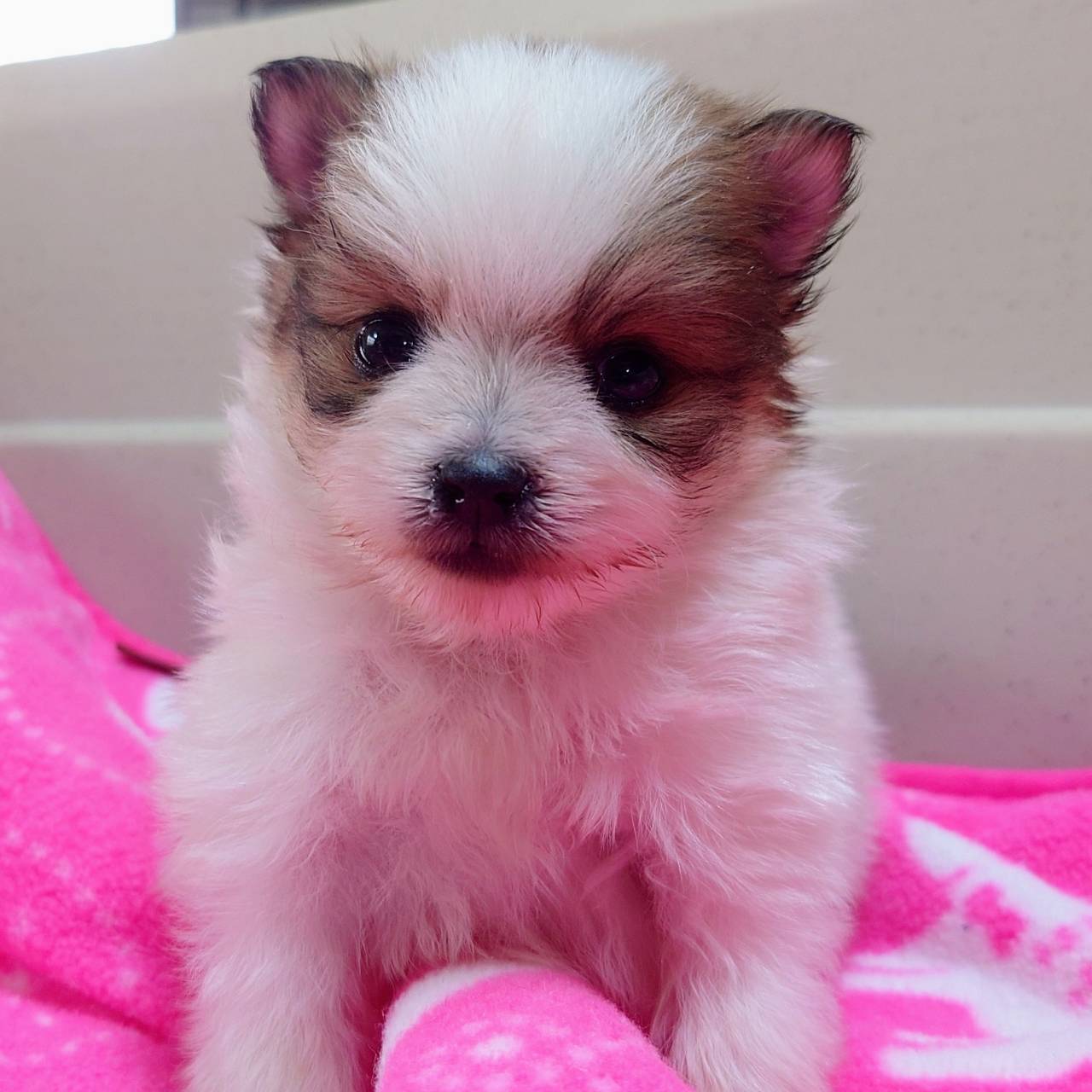 ポメラニアン(♂)