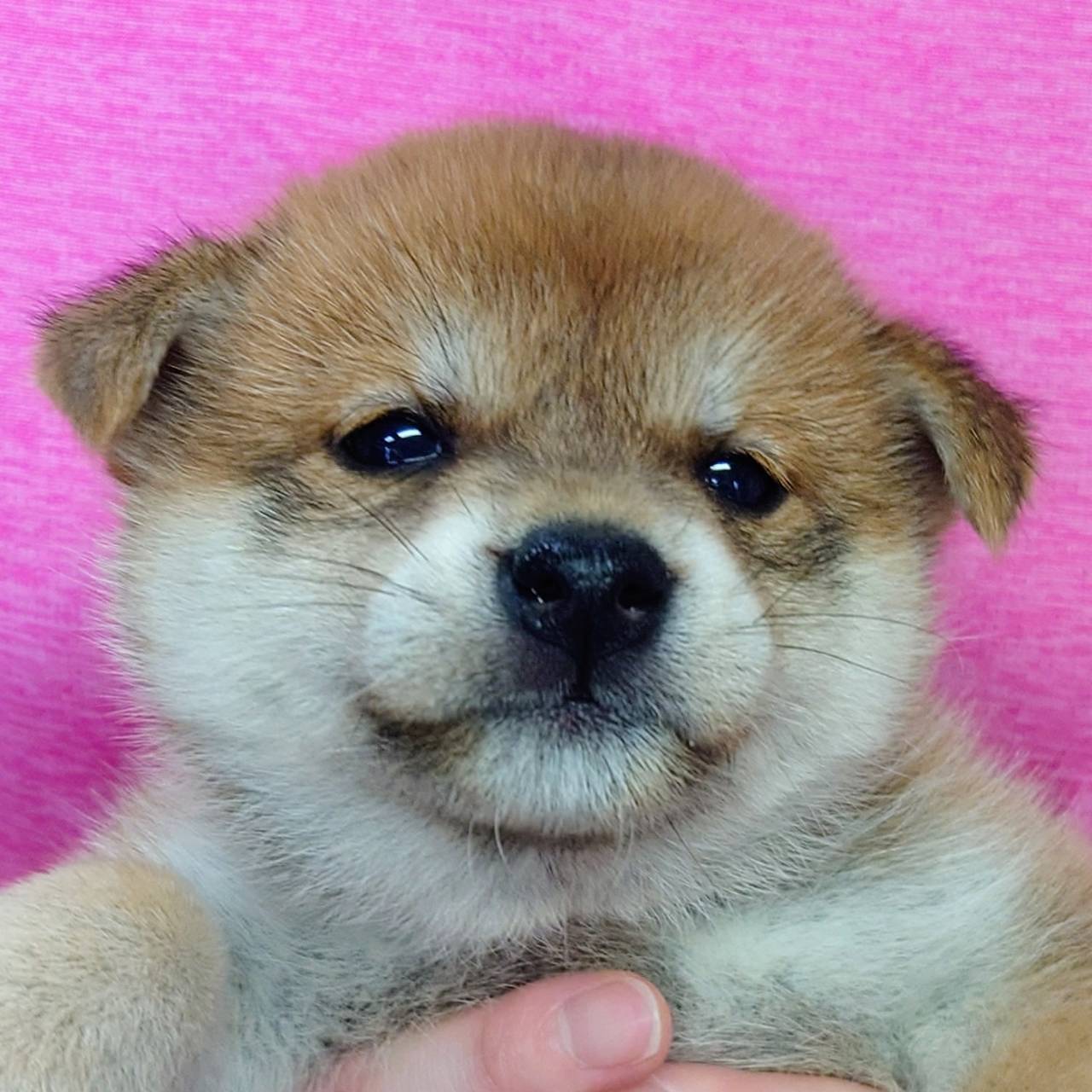 柴犬(♀)