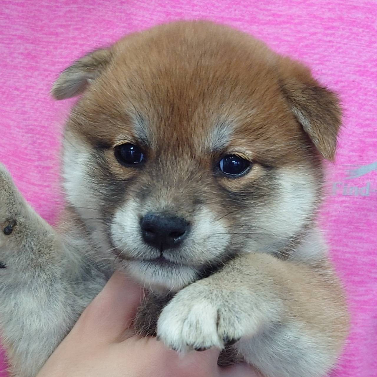柴犬(♀)