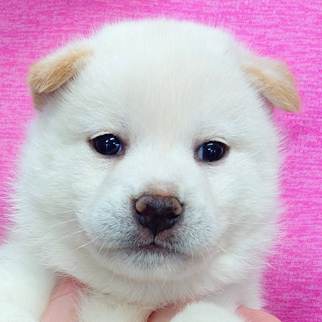柴犬(♂)