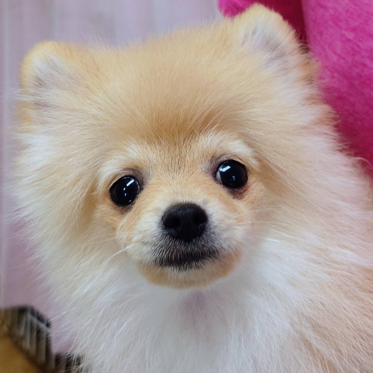 ポメラニアン(♂)
