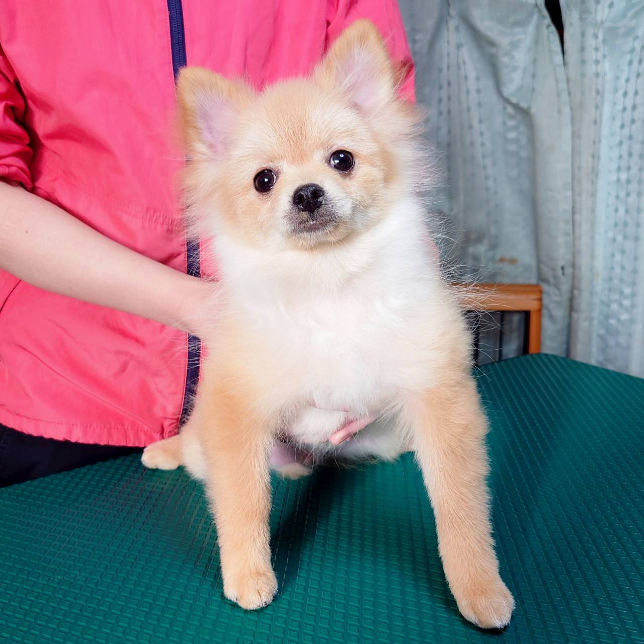 ポメラニアン(♂)