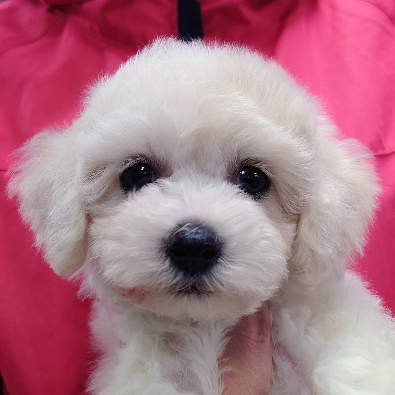 ビション・フリーゼ(♂)