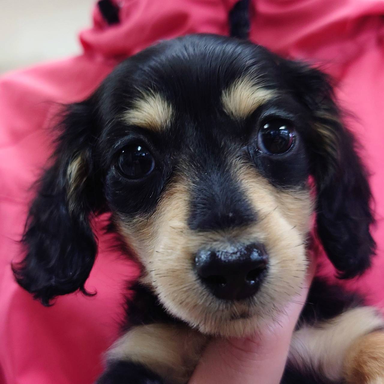 M・ダックスフンド(♀)