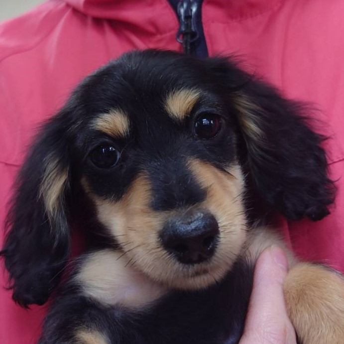 Ｍ・ダックスフンド(♀)