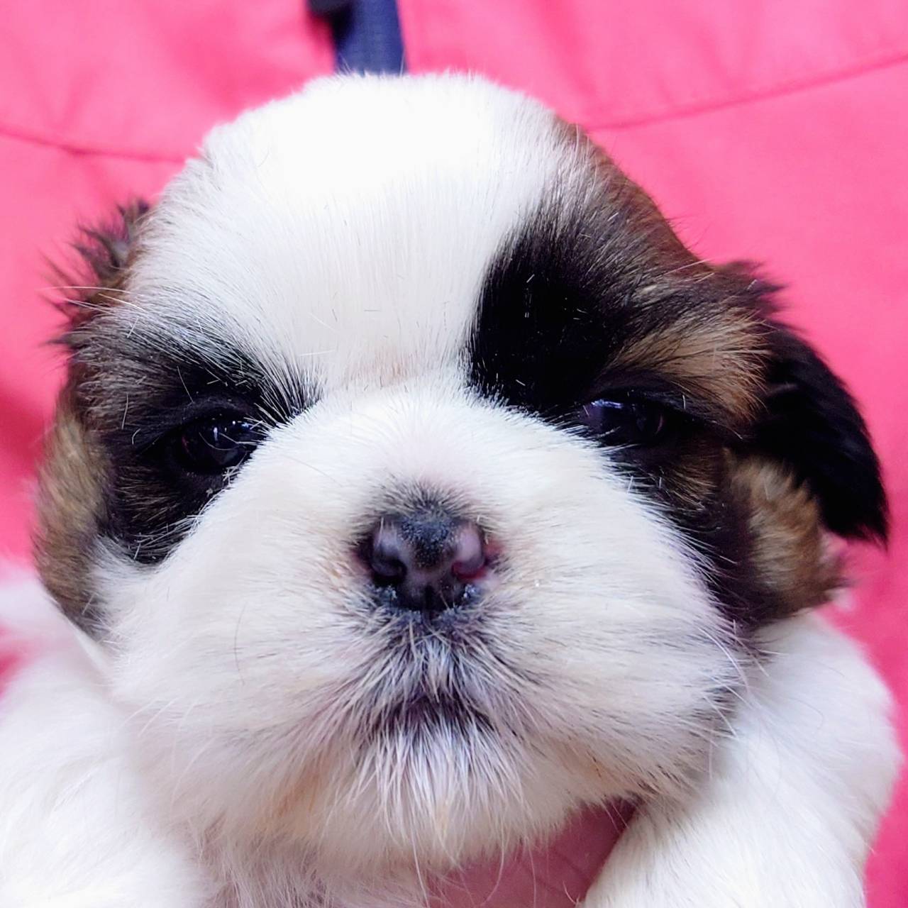 シー・ズー(♀)