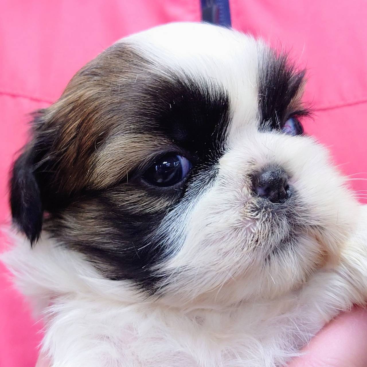 シー・ズー(♀)