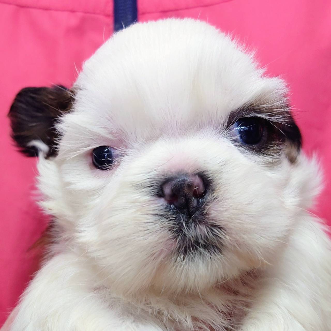 シー・ズー(♂)