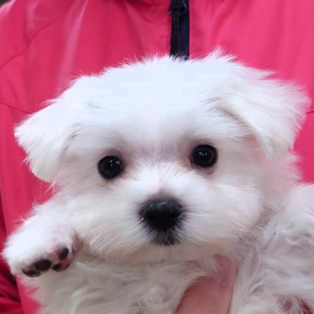 マルチーズ(♂)